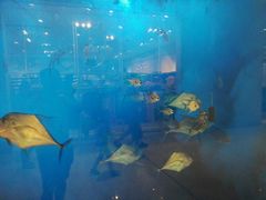 -迪拜水族馆及水下动物园