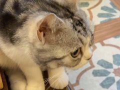 -猫猫幼稚园·撸猫·桌游·电玩