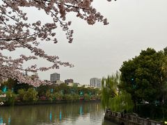 -运河游船(武林门码头)