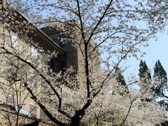 -武汉大学-樱园