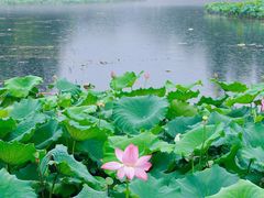-西湖游船
