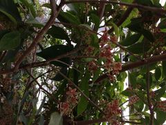 iphone_upload_pic-上海都市菜园