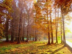 -溱湖国家湿地公园