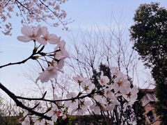 -武汉大学-樱园