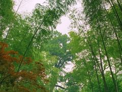 -云栖竹径