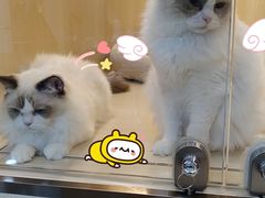 -momokira米努特·德文卷毛猫·棉花面纱犬
