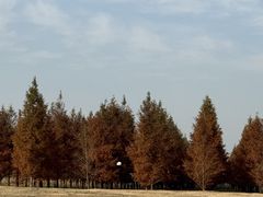 -黄海国家森林公园