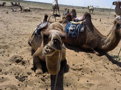 -亿利库布其七星湖沙漠生态旅游区