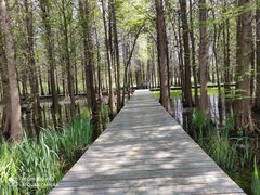 -溱湖国家湿地公园