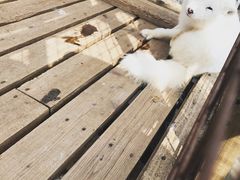 -宫城藏王狐狸村