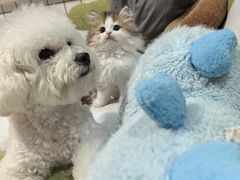 -派特宠物医院(圆融广场店)