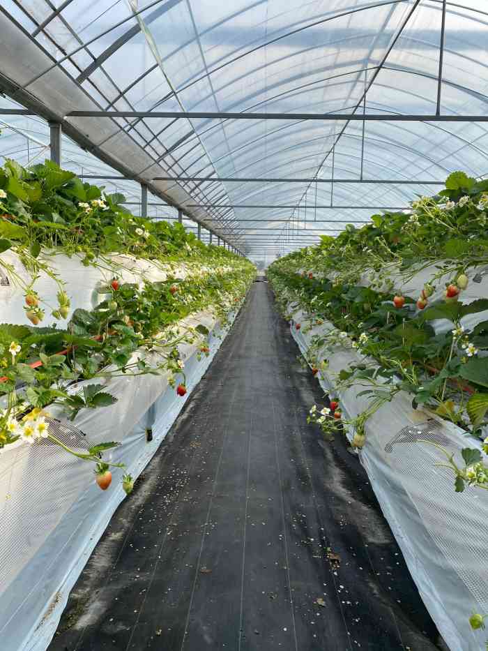 傅家边精品奶油草莓-"非常时期的周末,尽管很多餐饮店都可以堂食.