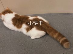 -飞行喵MR PILOT|猫舍·猫咖(静安大融城店)