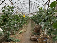 -马陆小张葡萄园农家乐