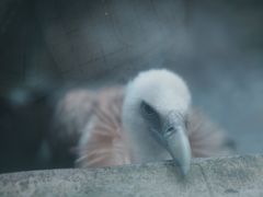 -攀枝花公园