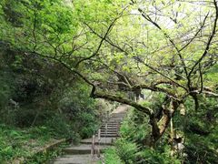 -南山植物园