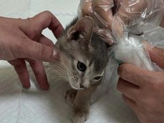 -纳吉亚猫专科动物医院博雅分院