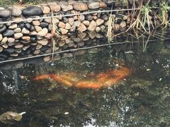 -观唐（国际）度假村温泉