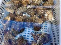 -大锅强·蒸海鲜青岛菜(吾悦广场店)