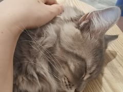 -楼上猫咖(罗湖店)