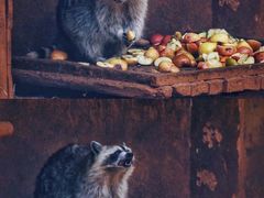 -昆明动物园