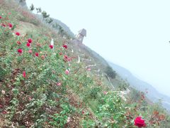 -密云玫瑰情园
