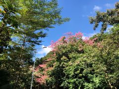 -梧桐山风景名胜区