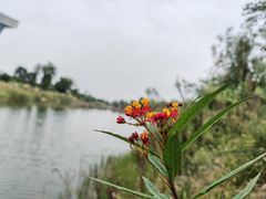 -桂溪生态公园