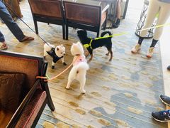 -上海崇明金茂凯悦酒店