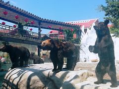 -灵玲国际马戏城