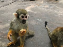 -西安秦岭野生动物园