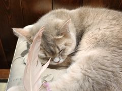 -逗柴咖啡屋·狗咖猫咖宠物桌游