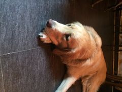 百好乐比萨-百好乐宠物友好餐厅(朝外大街店)