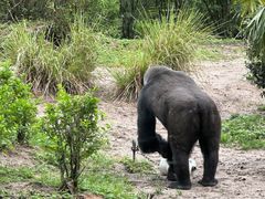 -奥兰多迪士尼动物王国乐园