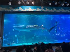 -烟台海昌鲸鲨海洋公园