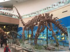 -陕西自然博物馆