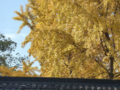 -西园寺素食(西园弄戒幢律寺店)