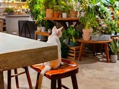 -自由生长植物工作室(深港花卉中心店)