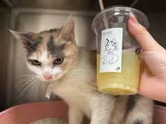 -喜茶(南京仙林金鹰店)