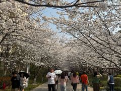 -高东镇樱花园