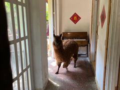-猫色咖啡·猫咖