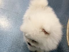 -宠颐生宠物医院外科·内科·皮肤科·影像科(石龙店)