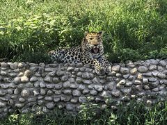 -西霞口神雕山野生动物世界