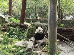 -都江堰中华大熊猫苑