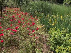 -昆山城市生态森林公园