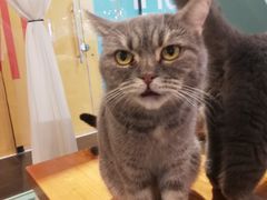 -猫小院猫主题餐厅(三里屯店)