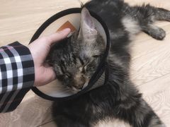-Pets First伊珊娜洗护·精致美容·家庭式寄养(新会路店)