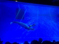 -芜湖新华联大白鲸海洋公园