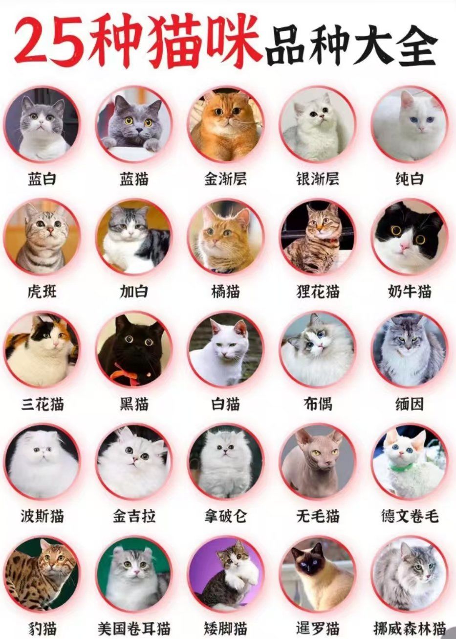 25种常见的猫咪品种,你们最喜欢哪种猫呢?