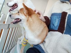 -怪兽屋·羊驼·猫咖·狗咖(俊华广场店)